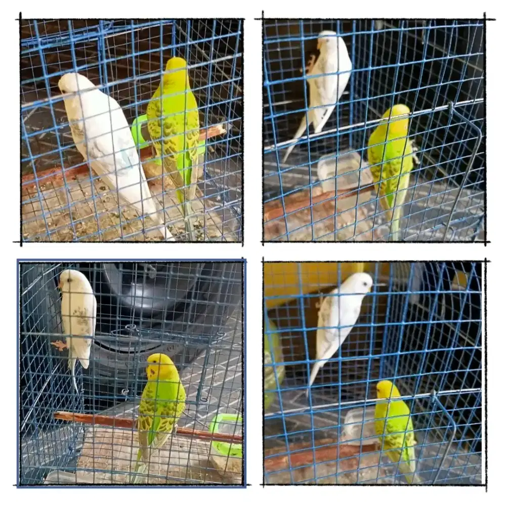 Burung Hias Cantik Di Jual Murah