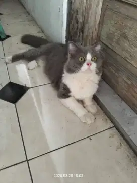Kucing jantan persia medium