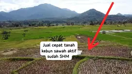 Jual cepat tanah kebun sawah aktif sudah SHM pinggir jalan raya