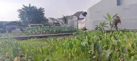 291 Jt-an 106m2 Tanah Kavling Ciomas Dekat Terminal Laladon