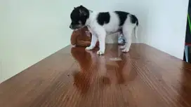 HIBAH Cepat 2 - CHIHUAHUA 1.5 Bulan, LUCU BANGET, Jantan-2