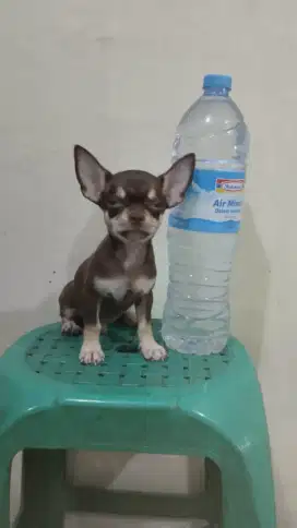 ADOPT Chihuahua  mini warna cakep