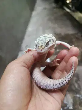 Murah Gecko Tremper