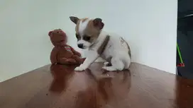 HIBAH Cepat 3 - CHIHUAHUA 1.5 Bulan, LUCU BANGET Jantan-3