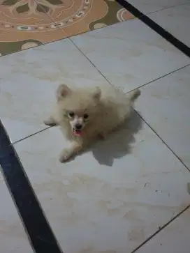 Dijual Anjing Minipom Betina
