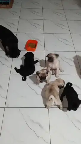 ready pupies Pug