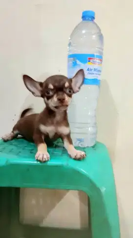Chihuahua STB jantan