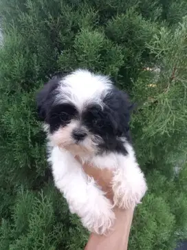 Mini shihtzu sitzu sitsu