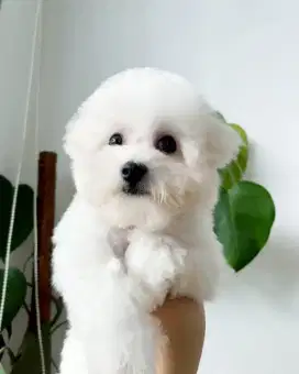 Bichon frise Anjing puppy stambum TERMURAH