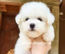 Bichon frise anjing jual bichon
