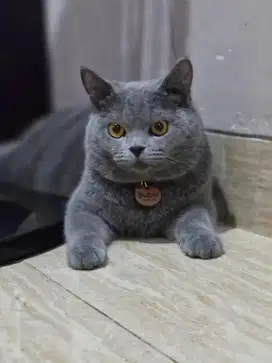 JASA PACAK KUCING BSH GOLDEN AREA CIPONDOH TANGERANG