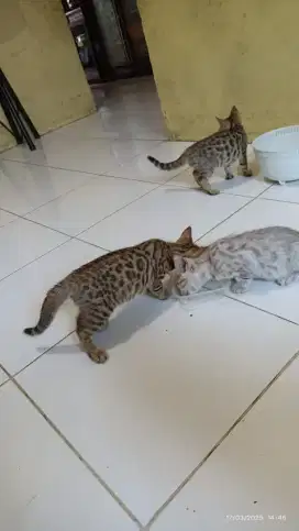 Beengalllll kucing