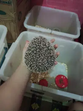 Landak mini sepasang