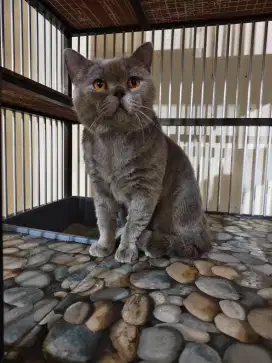 British Shorthair Blue Pedigree