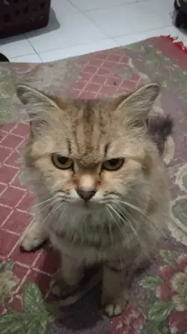 Open adopt kucing Persia betina