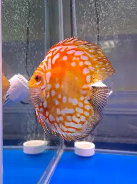 Discus Yellow Raflesia HB 3 inch