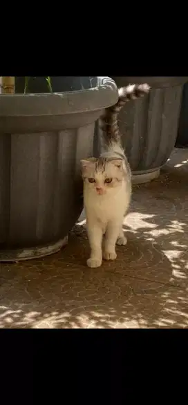 Scottish fold betina