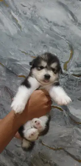 Alaskan Malamute Grey