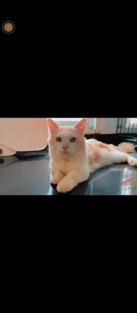 kucing munchin jantan