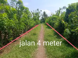 TANAH MURAH 7 ARE DI TEGAL BADENG TIMUR JEMBRANA BALI
