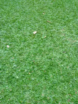 Rumput gajah mini murah