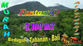 3,100 m2 with Vegetable Agriculture and Mountain View in Bedugul
