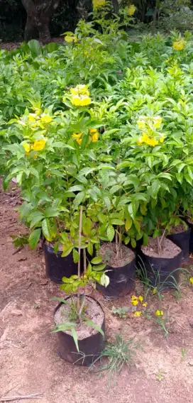 Pohon tekomasta bunga kuning