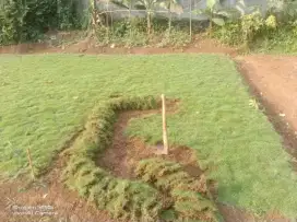 Rumput jepang hijau untuk taman dll