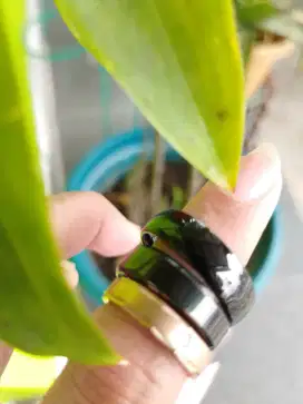 Cincin titanium hitam dan rosegold
