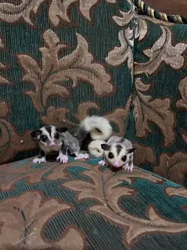 Sugar glider joy mozaic sepasang