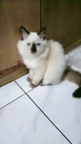 KUCING RAS HIMALAYA, KITTEN ( JANTAN )