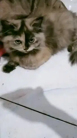 KUCING RAS PERSIA HIMALAYA, KITTEN ( BETINA )