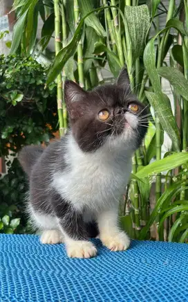 Kitte Kucing Exotic Shorthair Peaknose