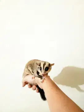 sugar glider jantan creamino dewasa