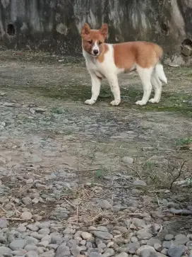 Anjing Sehat Lucu