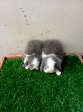 Kelinci fuzzy lop