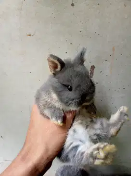 Kelinci Netherland dwarft sepasang