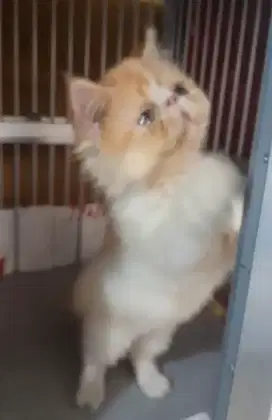 Peaknose JANTAN