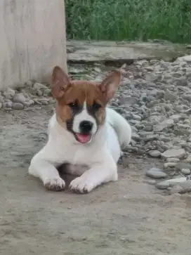 Anjing Sehat Lucu