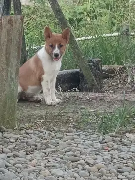 Anjing Sehat Lucu