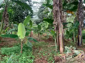 JUAL TANAH AREA BERKEMBANG TERBAIK