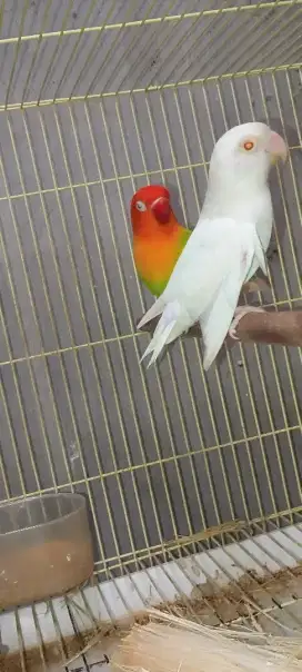 Burung lovebird mata merah