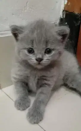 BSH BLUE KITTEN Lepas Non Ped