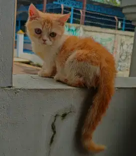 kucing munchkin (JANTAN) 5 bulan