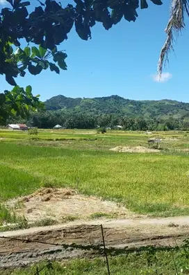 di jual tanah 13 are di Selong belanak Lombok tengah