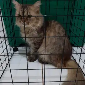 Persia flatnose