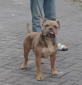 Bully jantan clasic bluenose