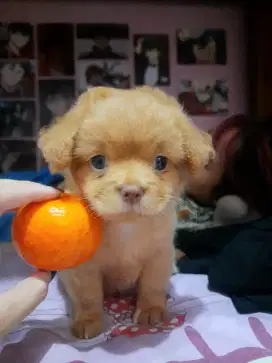 Jual anak anjing maltipom