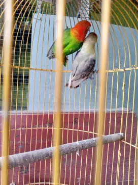 Lovebird pasangan
