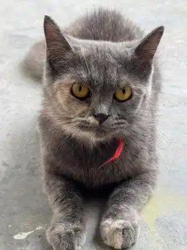 Lepas Adopt Kucing kesayangan Flatnose